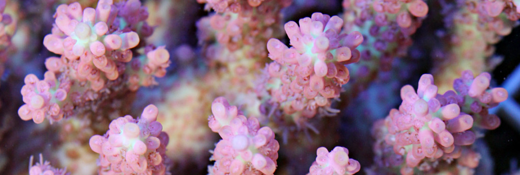 Acropora