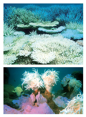Scientists predict that global  climate change will result in greater  frequency of coral bleaching.